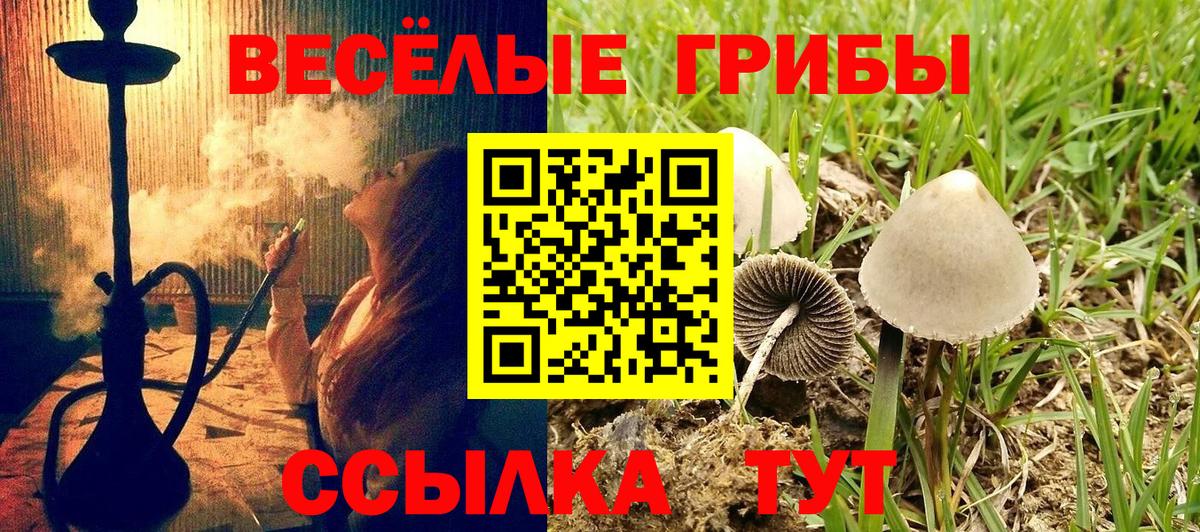Галлюциногенные грибы Psilocybine cubensis Миллерово
